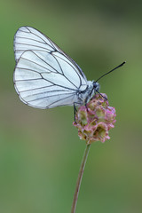 the black-veined white - Aporia crataegi