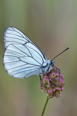 the black-veined white - Aporia crataegi