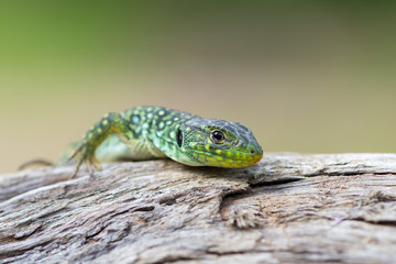 The ocellated lizard - Timon lepidus