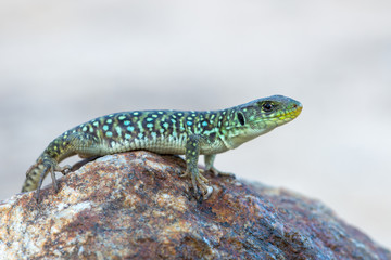 The ocellated lizard - Timon lepidus