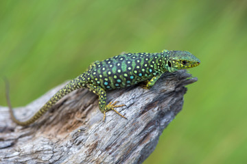 The ocellated lizard - Timon lepidus