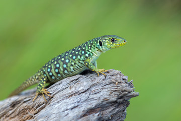 The ocellated lizard - Timon lepidus