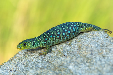 The ocellated lizard - Timon lepidus