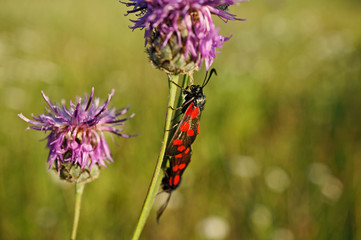 Schmetterlinge Deutschlands - Sechsfleckwidderchen