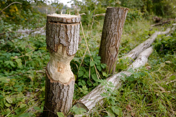 Vom Bieber angenagter Baumstamm