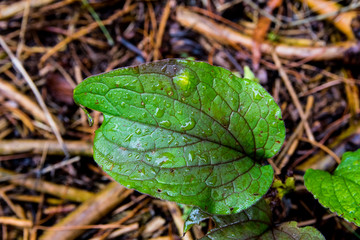 Green and Purple leaf in the forest