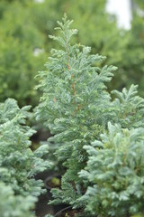 Chamaecyparis pisifera boulevard