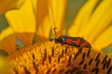 Schmetterlinge Deutschlands - Sechsfleckwidderchen