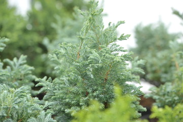 Chamaecyparis pisifera boulevard