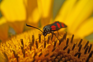 Schmetterlinge Deutschlands - Sechsfleckwidderchen