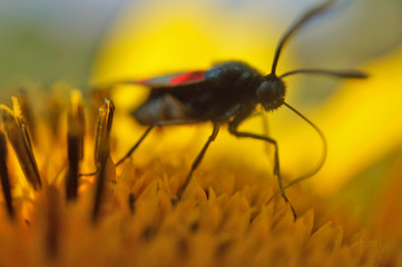 Schmetterlinge Deutschlands - Sechsfleckwidderchen