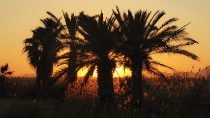Obraz na płótnie Canvas Palms at Sunset