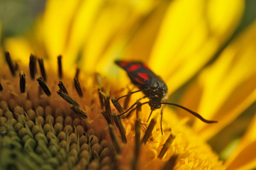 Schmetterlinge Deutschlands - Sechsfleckwidderchen