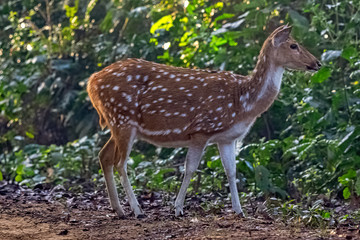 Naklejka na ściany i meble Chital or cheetal (Axis axis), also known as spotted deer or axis deer female in Jim Corbett National Park, India