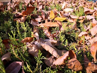 Autumn pattern - mixed colorful leaves on the ground