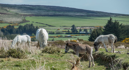 Naklejka na ściany i meble Wild Horses Sugarloaf Mountain Co. Wicklow Ireland