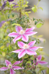 Clematite Doctor Ruppel