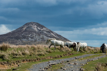 Obraz premium Wild Horses Sugarloaf Mountain Co. Wicklow Ireland