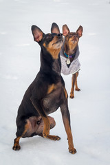 Pinscher dog playing outside in winter time