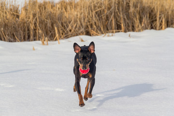 Pinscher dog playing outside in winter time