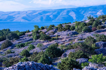 Hvar is world famous for its lavender, which is of the highest quality in the world. Due to its unique climate and year-round sunshine, the lavender grows in abundance. - obrazy, fototapety, plakaty