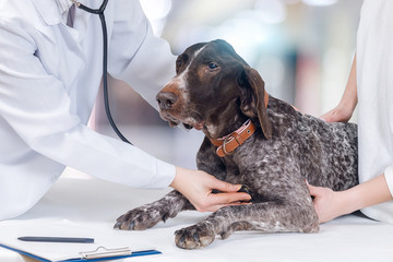 A vet is examining the dog's heart.