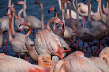 Obraz premium Groupe de flamants roses
