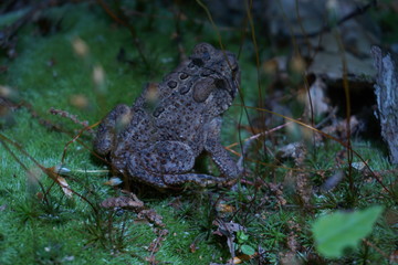 Frog in woods 