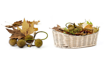 Dry colorful autumn leaves on white background