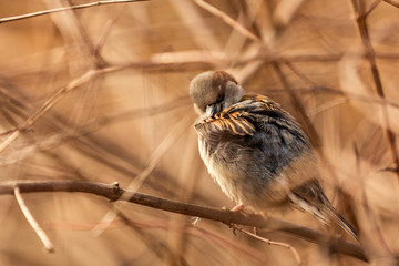 Sparrow on a branch