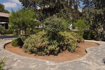 The beautiful Garden at Archaeological Museum of the Limassol (Cyprus)