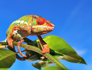 panther chameleon,furcifer pardalis ambilobe © Natallia Vintsik