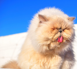 portrait of exotic persian cat