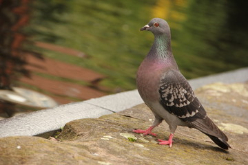 Pigeon