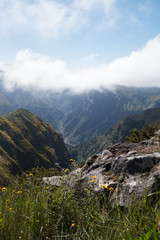 Misty mountain top in the morning, Madeira, Portugal, with wild yellow flowers