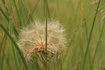 Dandelion