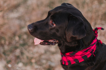 beautiful portrait of Stylish black labrador dog with red and black plaid bandana sitting on the ground. Pets outdoors. Modern lifestyle