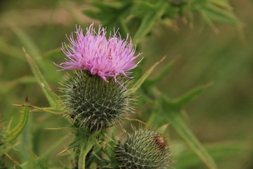 Thistle flower