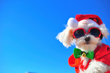 happy christmas dog