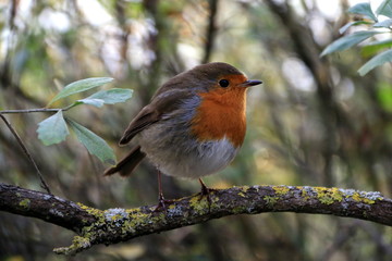 European Robin 2