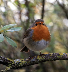 European Robin 1 