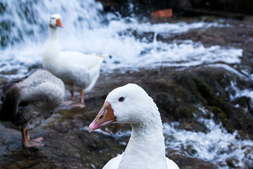 White ducks with orange beak next to a waterfall