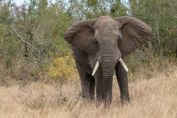 Elefant 62