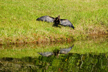 Florida bird: Anhinga