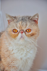 portrait of exotic persian cat