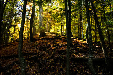 Picture Perfect Sunlight Peaking Through Dark Forest 