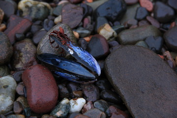 shells on the beach
