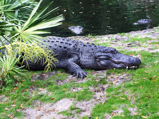 Lounging Aligator