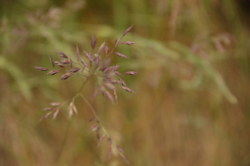 Wild grass in the field