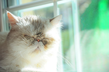 portrait of exotic persian cat